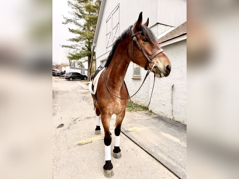 Frisone / Frisone Occidentale Mix Castrone 4 Anni 170 cm Baio ciliegia in Gap