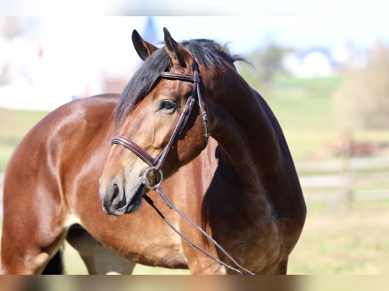 Frisone / Frisone Occidentale Mix Castrone 4 Anni 170 cm Baio ciliegia in Gap