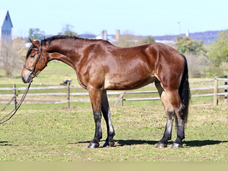 Frisone / Frisone Occidentale Mix Castrone 4 Anni 170 cm Baio ciliegia in Gap