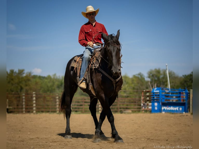Frisone / Frisone Occidentale Mix Castrone 4 Anni 170 cm Morello in Auburn, KY