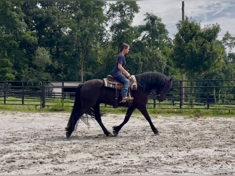 Frisone / Frisone Occidentale Castrone 4 Anni Morello in New Holland
