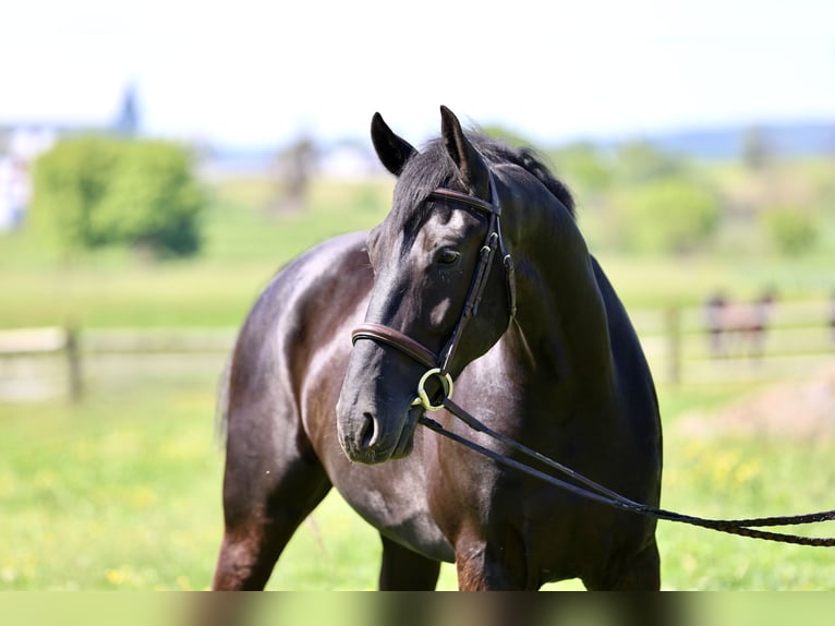 Frisone / Frisone Occidentale Mix Castrone 4 Anni Morello in Gap