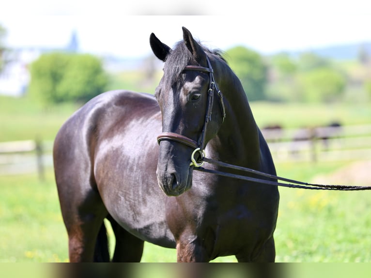 Frisone / Frisone Occidentale Mix Castrone 4 Anni Morello in Gap