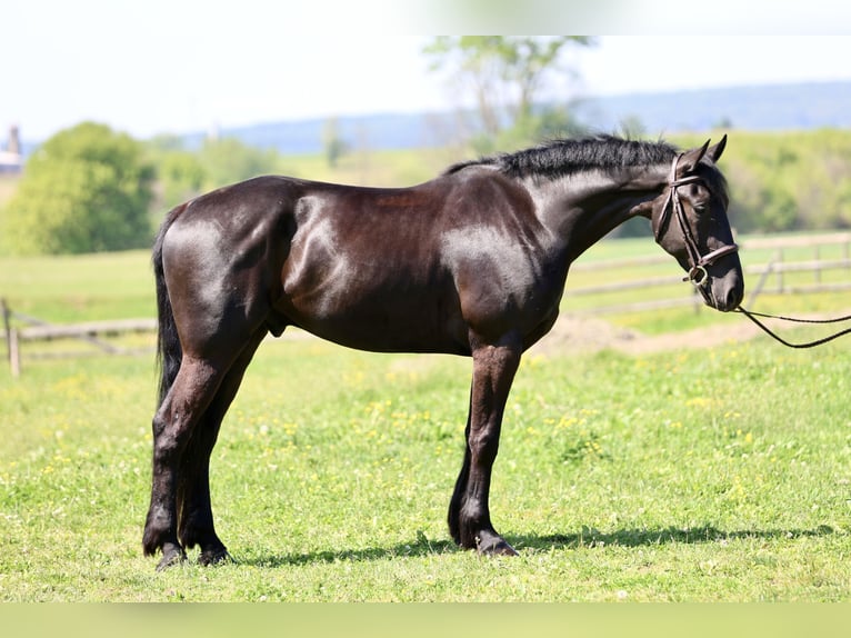 Frisone / Frisone Occidentale Mix Castrone 4 Anni Morello in Gap