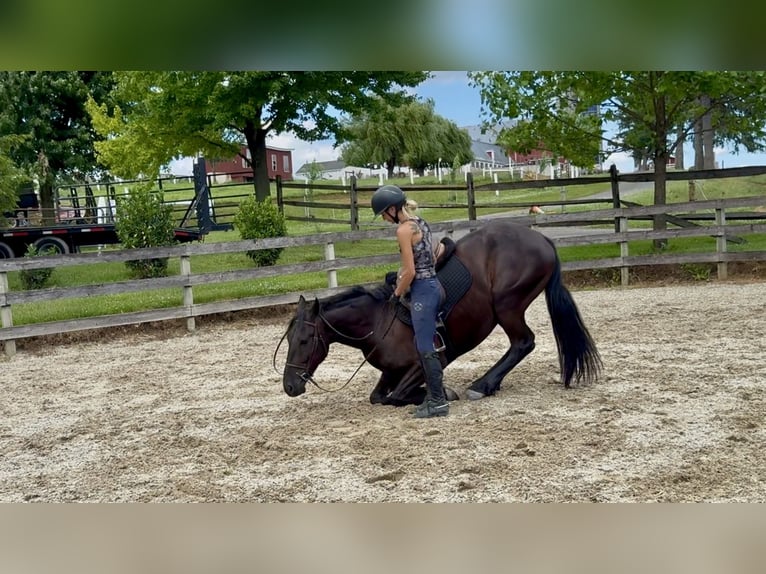 Frisone / Frisone Occidentale Mix Castrone 4 Anni Morello in Gap
