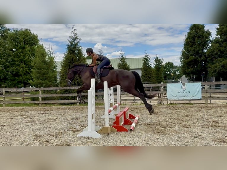 Frisone / Frisone Occidentale Mix Castrone 4 Anni Morello in Gap