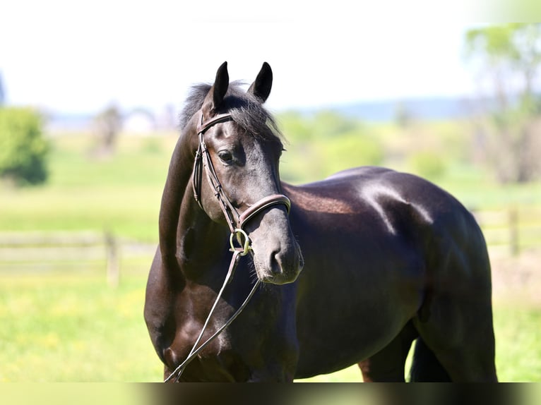 Frisone / Frisone Occidentale Mix Castrone 4 Anni Morello in Gap