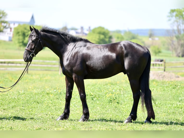 Frisone / Frisone Occidentale Mix Castrone 4 Anni Morello in Gap