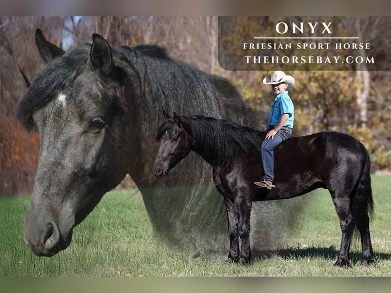 Frisone / Frisone Occidentale Mix Castrone 4 Anni Morello in Parkers Lake, KY