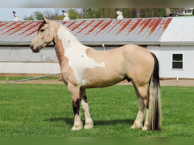 Frisone / Frisone Occidentale Mix Castrone 4 Anni Pelle di daino in Millersburg