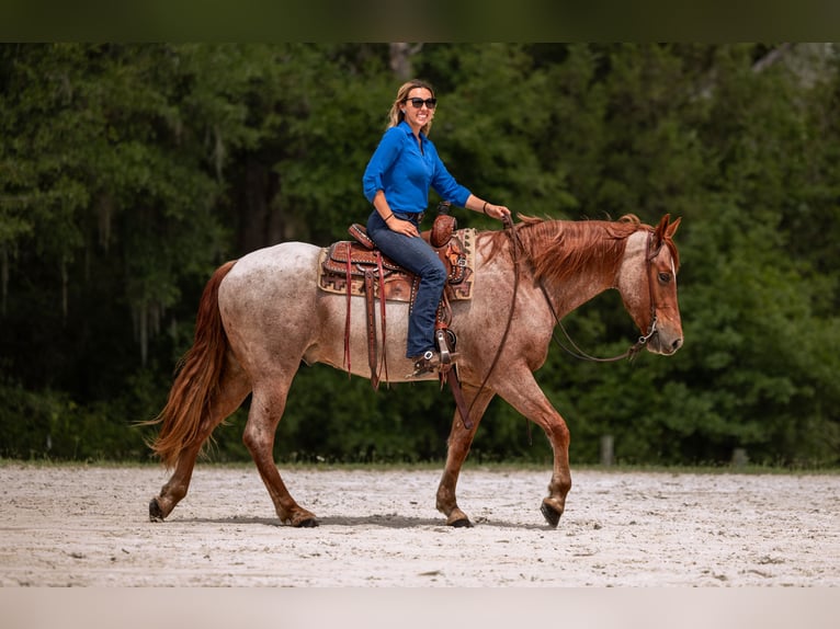 Frisone / Frisone Occidentale Mix Castrone 4 Anni Roano rosso in Ocala