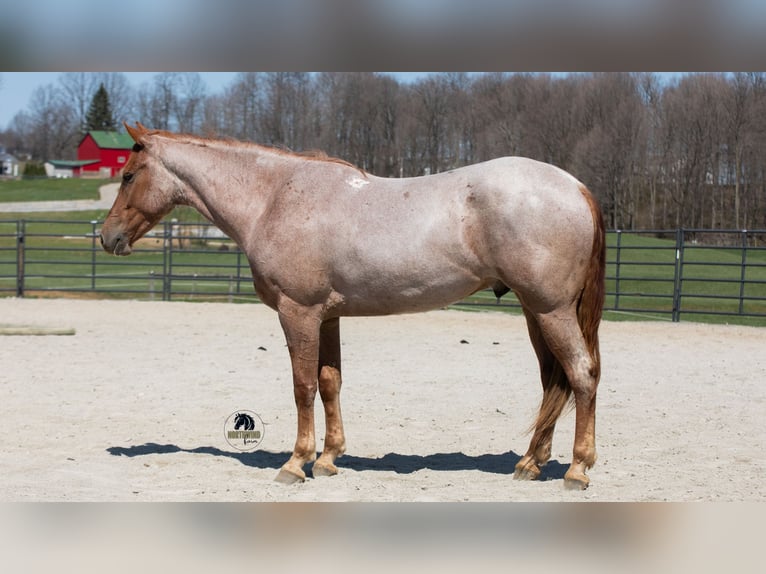 Frisone / Frisone Occidentale Mix Castrone 4 Anni Roano rosso in Fredericksburg, OH