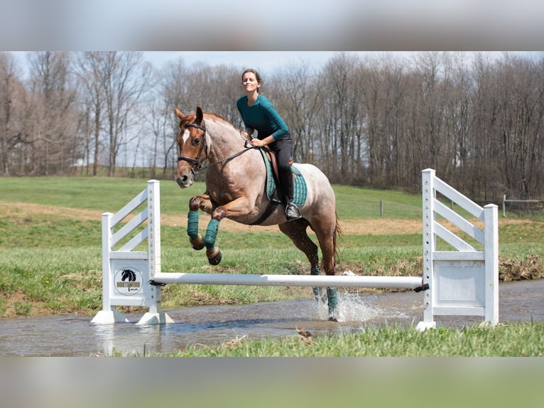 Frisone / Frisone Occidentale Mix Castrone 4 Anni Roano rosso in Fredericksburg, OH