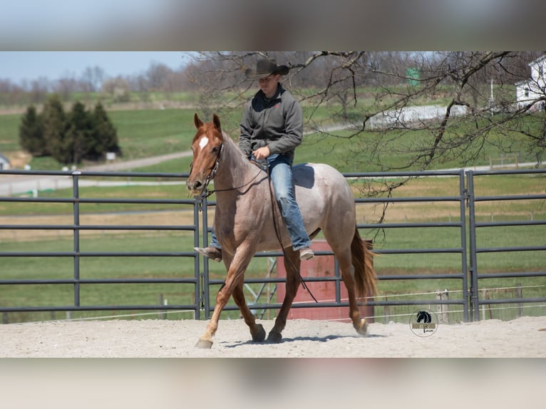 Frisone / Frisone Occidentale Mix Castrone 4 Anni Roano rosso in Fredericksburg, OH