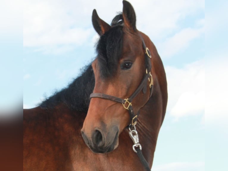 Frisone / Frisone Occidentale Castrone 5 Anni 150 cm Baio ciliegia in Ames, IA