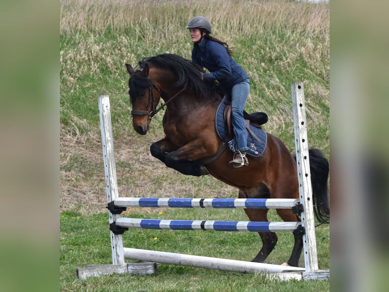 Frisone / Frisone Occidentale Castrone 5 Anni 150 cm Baio ciliegia in Ames, IA