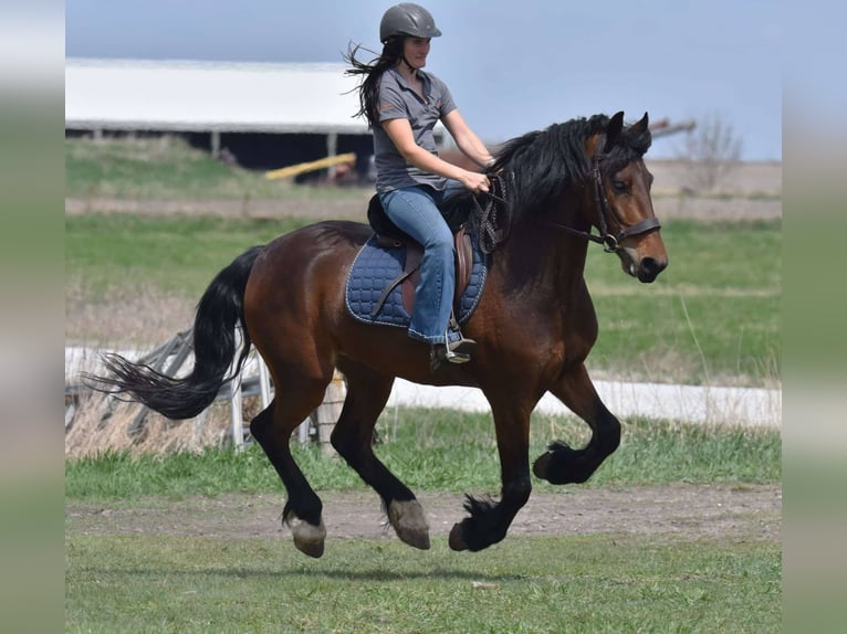 Frisone / Frisone Occidentale Castrone 5 Anni 150 cm Baio ciliegia in Ames, IA
