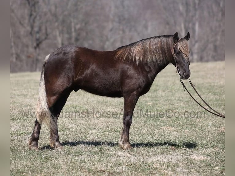 Frisone / Frisone Occidentale Castrone 5 Anni 152 cm Baio in Mount Vernon