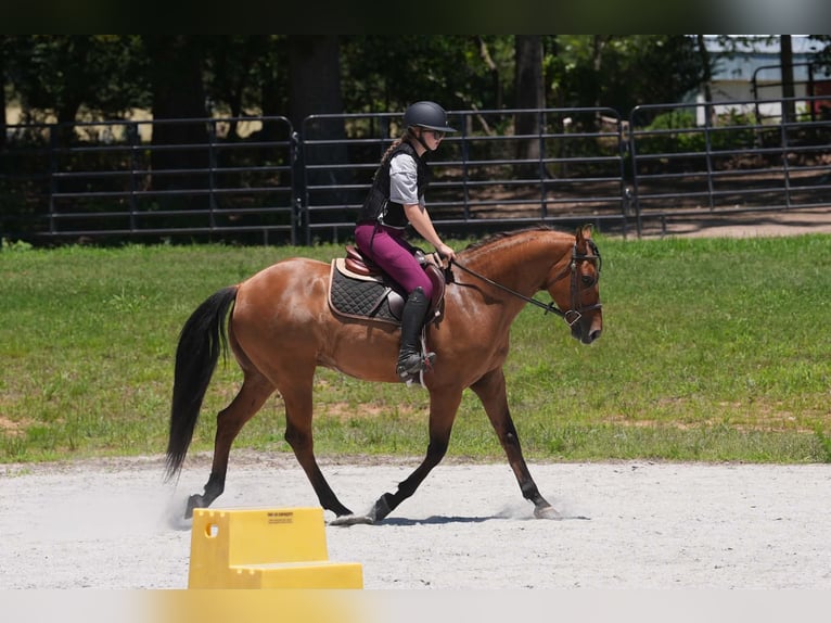 Frisone / Frisone Occidentale Mix Castrone 5 Anni 152 cm Pelle di daino in Clover