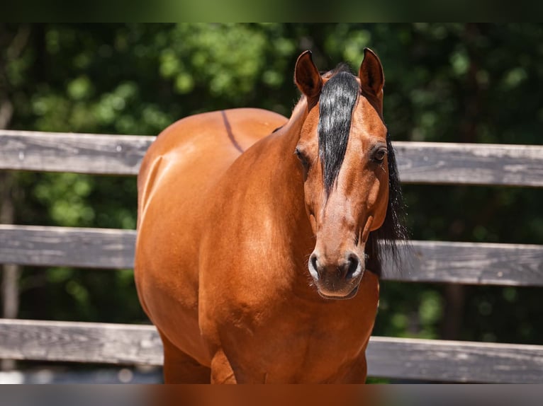 Frisone / Frisone Occidentale Mix Castrone 5 Anni 152 cm Pelle di daino in Clover