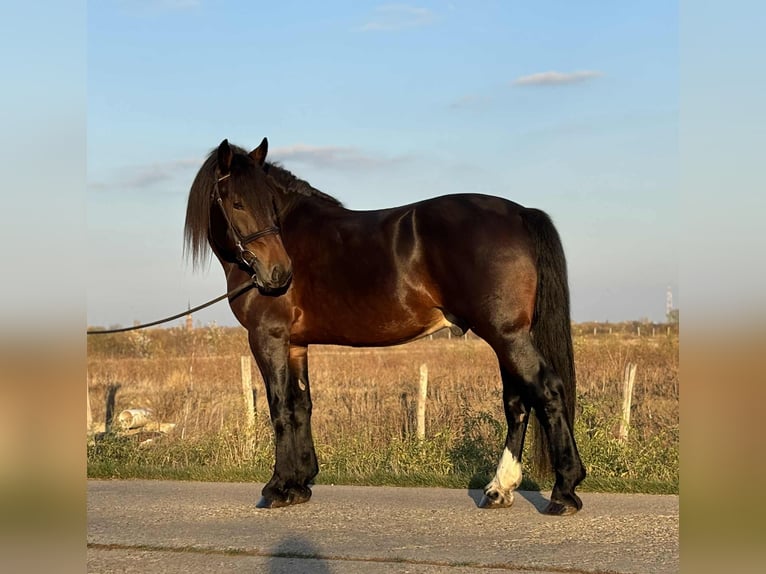 Frisone / Frisone Occidentale Mix Castrone 5 Anni 153 cm in Szarvas