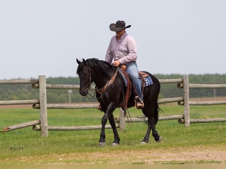 Frisone / Frisone Occidentale Mix Castrone 5 Anni 155 cm Morello in Nevis, MN