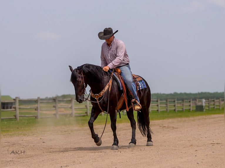 Frisone / Frisone Occidentale Mix Castrone 5 Anni 155 cm Morello in Nevis, MN