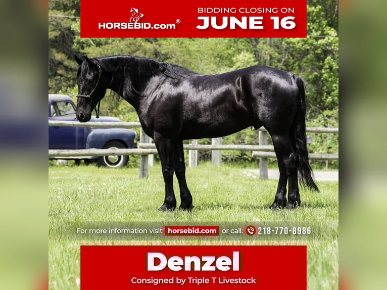 Frisone / Frisone Occidentale Mix Castrone 5 Anni 155 cm Morello in Nevis, MN
