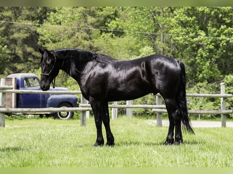 Frisone / Frisone Occidentale Mix Castrone 5 Anni 155 cm Morello in Nevis, MN