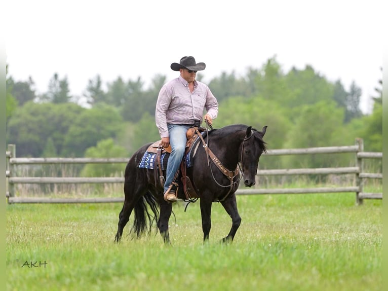 Frisone / Frisone Occidentale Mix Castrone 5 Anni 155 cm Morello in Nevis, MN