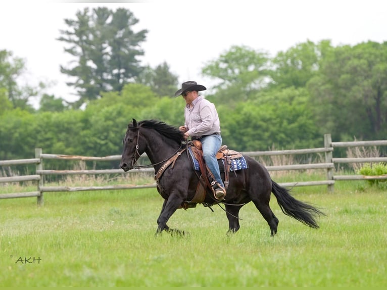Frisone / Frisone Occidentale Mix Castrone 5 Anni 155 cm Morello in Nevis, MN