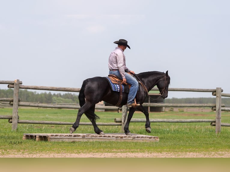 Frisone / Frisone Occidentale Mix Castrone 5 Anni 155 cm Morello in Nevis, MN