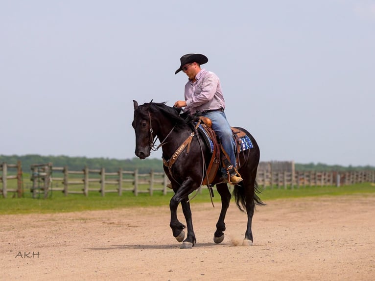 Frisone / Frisone Occidentale Mix Castrone 5 Anni 155 cm Morello in Nevis, MN