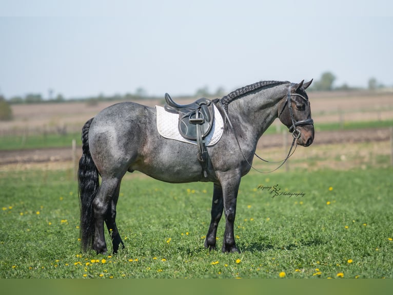 Frisone / Frisone Occidentale Mix Castrone 5 Anni 155 cm Roano blu in Hazleton, IA