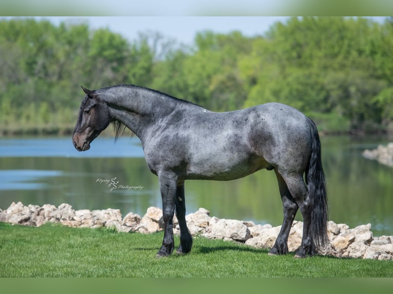 Frisone / Frisone Occidentale Mix Castrone 5 Anni 155 cm Roano blu in Hazleton, IA