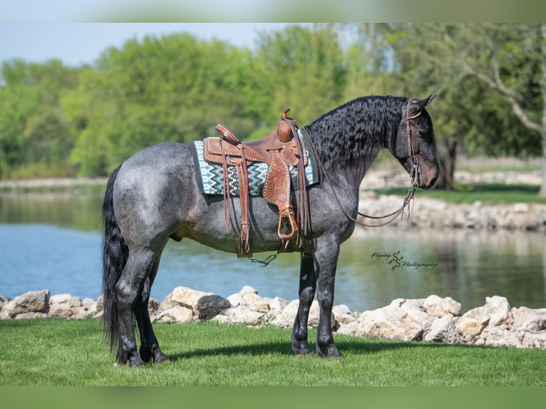 Frisone / Frisone Occidentale Mix Castrone 5 Anni 155 cm Roano blu in Hazleton, IA