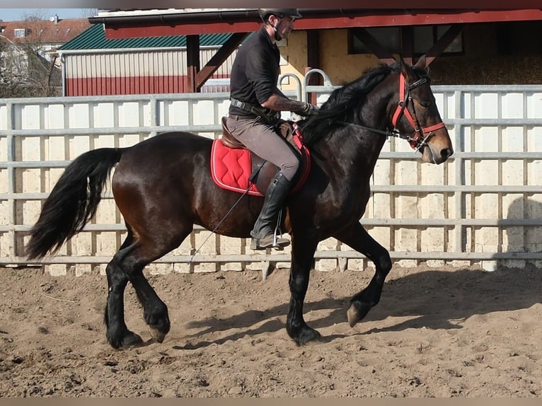 Frisone / Frisone Occidentale Mix Castrone 5 Anni 157 cm Baio nero in Buttstädt