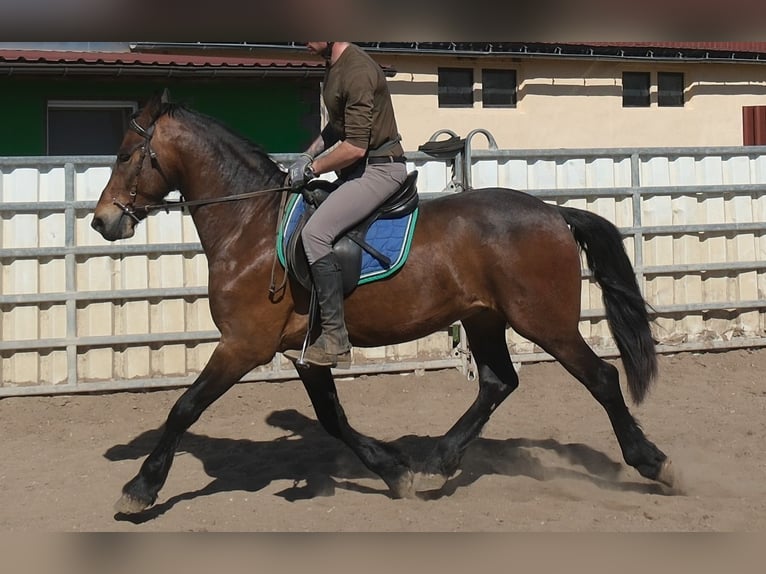 Frisone / Frisone Occidentale Mix Castrone 5 Anni 157 cm Baio scuro in Buttstädt