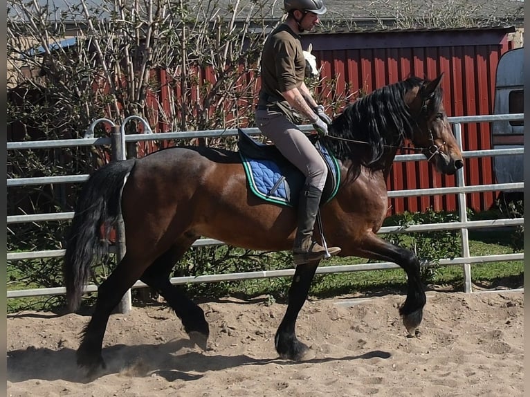 Frisone / Frisone Occidentale Mix Castrone 5 Anni 157 cm Baio scuro in Buttstädt