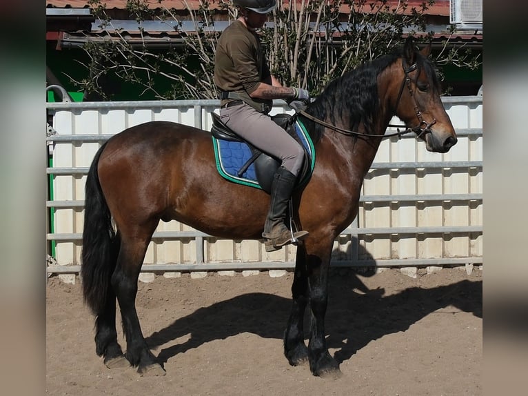 Frisone / Frisone Occidentale Mix Castrone 5 Anni 157 cm Baio scuro in Buttstädt