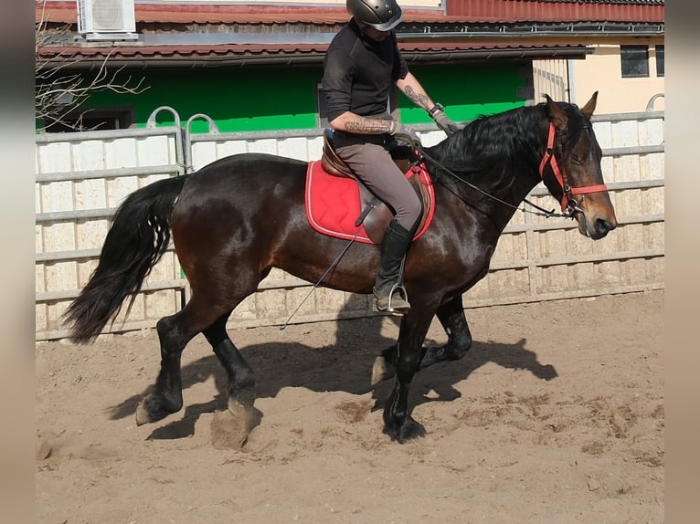 Frisone / Frisone Occidentale Mix Castrone 5 Anni 157 cm Baio scuro in Buttstädt