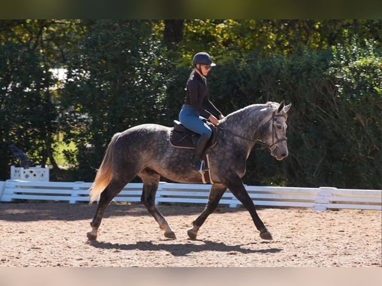 Frisone / Frisone Occidentale Mix Castrone 5 Anni 157 cm Grigio in Clover Frisone / Frisone Occidentale Mix Castrone 5 Anni 157 cm Grigio in Clover