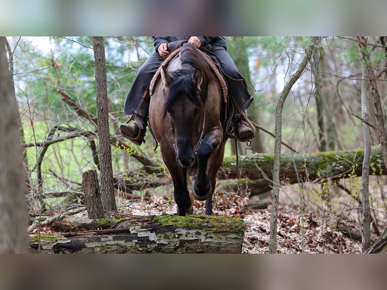 Frisone / Frisone Occidentale Mix Castrone 5 Anni 157 cm Grullo in Shipshewana