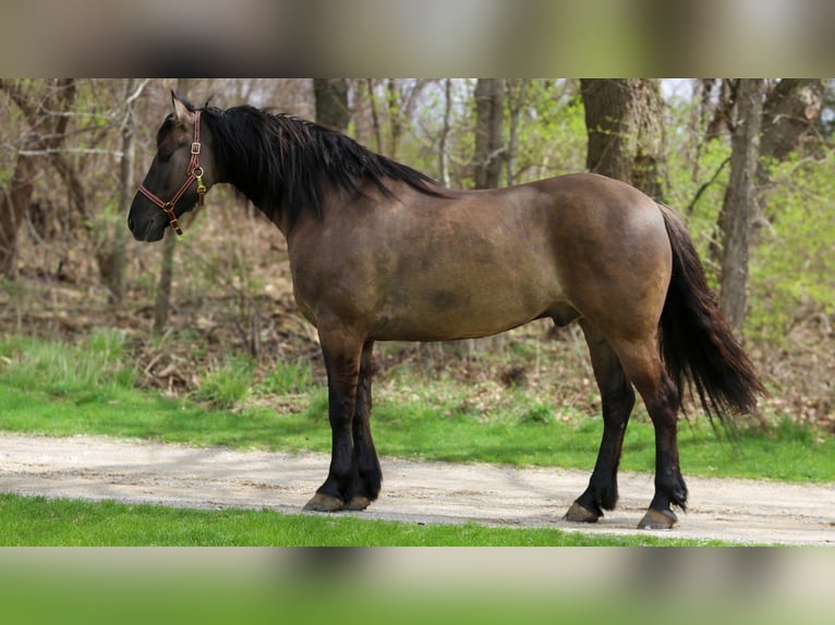 Frisone / Frisone Occidentale Mix Castrone 5 Anni 157 cm Grullo in Shipshewana