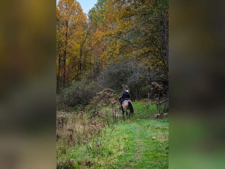 Frisone / Frisone Occidentale Mix Castrone 5 Anni 157 cm Pelle di daino in Sugarcreek