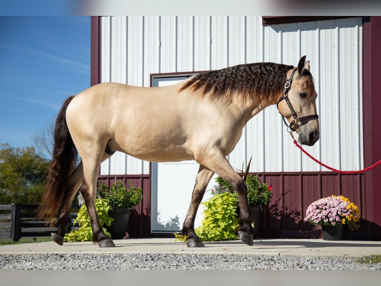 Frisone / Frisone Occidentale Castrone 5 Anni 157 cm Pelle di daino in Hopkinsville