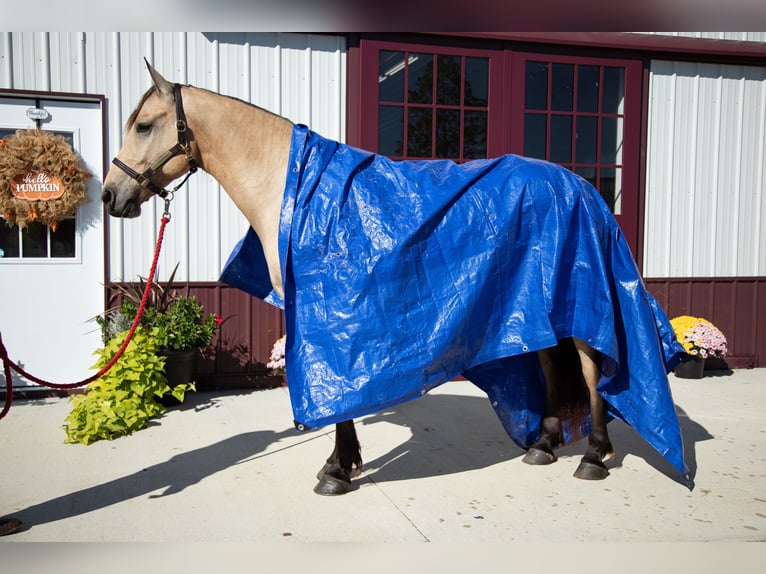 Frisone / Frisone Occidentale Castrone 5 Anni 157 cm Pelle di daino in Hopkinsville