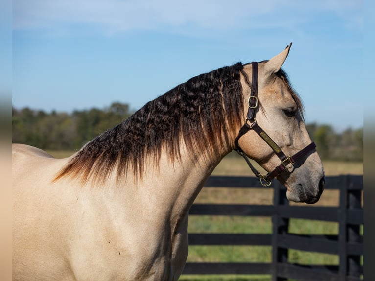 Frisone / Frisone Occidentale Castrone 5 Anni 157 cm Pelle di daino in Hopkinsville