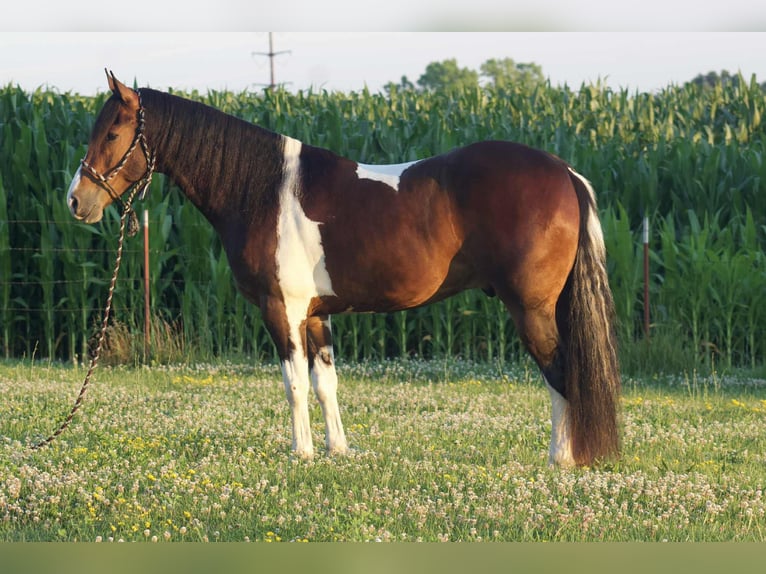 Frisone / Frisone Occidentale Castrone 5 Anni 157 cm Tobiano-tutti i colori in Bloomfield IA