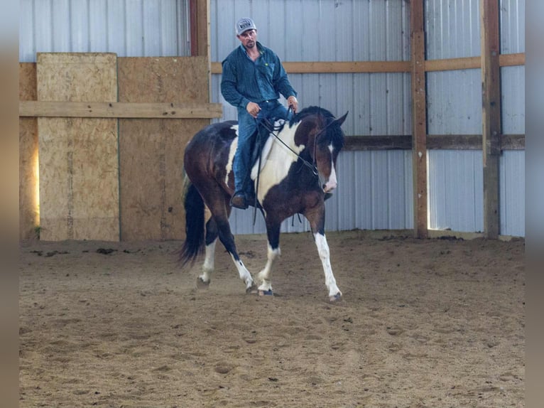 Frisone / Frisone Occidentale Castrone 5 Anni 157 cm Tobiano-tutti i colori in Bloomfield IA